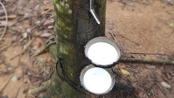 Giá cao su hôm nay 12/11 tiếp tục tăng trên các sàn châu Á